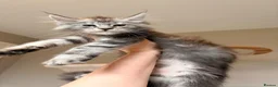 Maine Coon cats for sale: Outstanding TICA Maine Coons-Large European Lines  - Advert 3