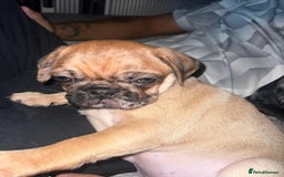 Pug dogs for sale: PUG PUPPYS READY TO GO !!!! - Advert 22