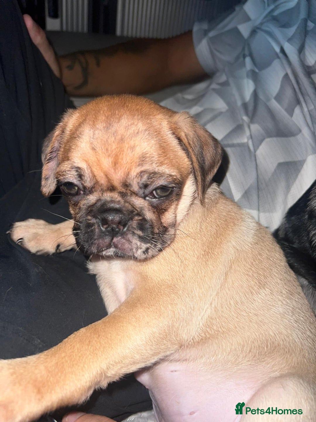 Pug dogs for sale: PUG PUPPYS READY TO GO !!!! - Advert 22
