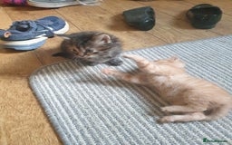 Mixed Breed cats for sale: Beautiful fluffy kittens - Image 3