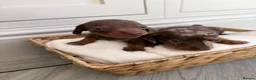 Miniature Dachshund dogs for sale: KC miniature dachshund puppies  in Darlington - Advert 2