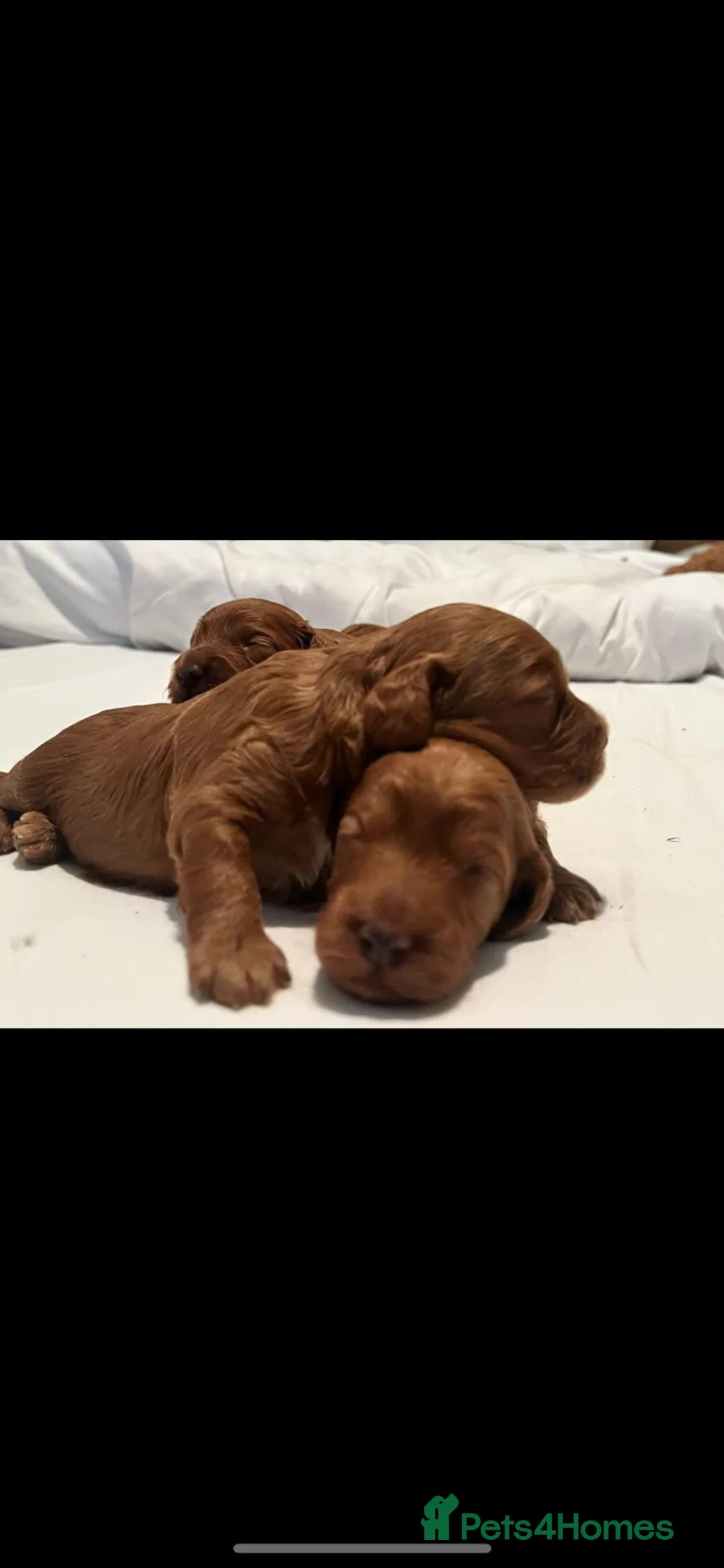 Cavapoo dogs for sale: CAVAPOOS RED TOY SIZE  - Advert 9