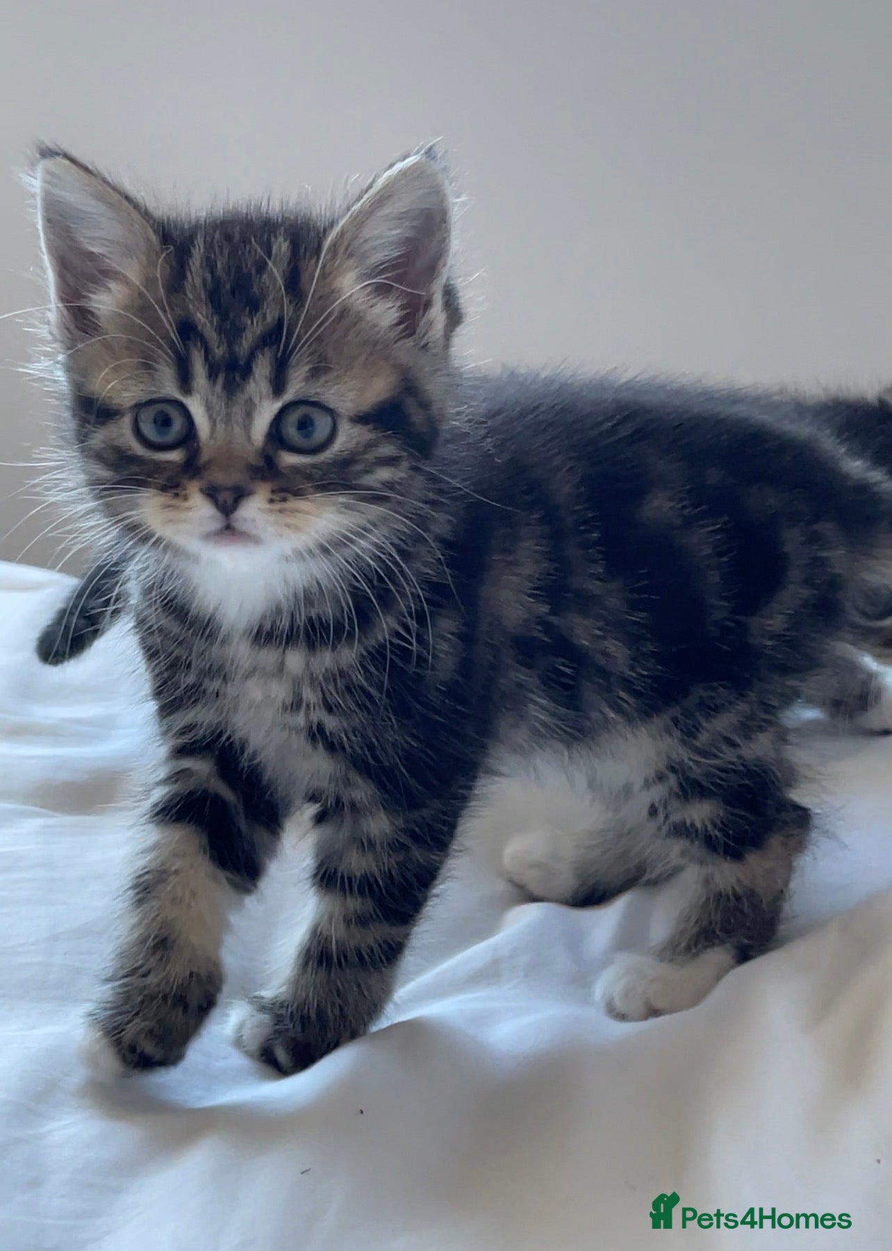 Persian cats Adorable Kittens for Sale - Advert 2