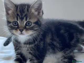 Persian cats Adorable Kittens for Sale - Advert 2