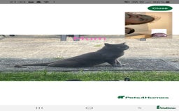 Russian Blue cats for sale: Grey girl 10 weeks - Image 11