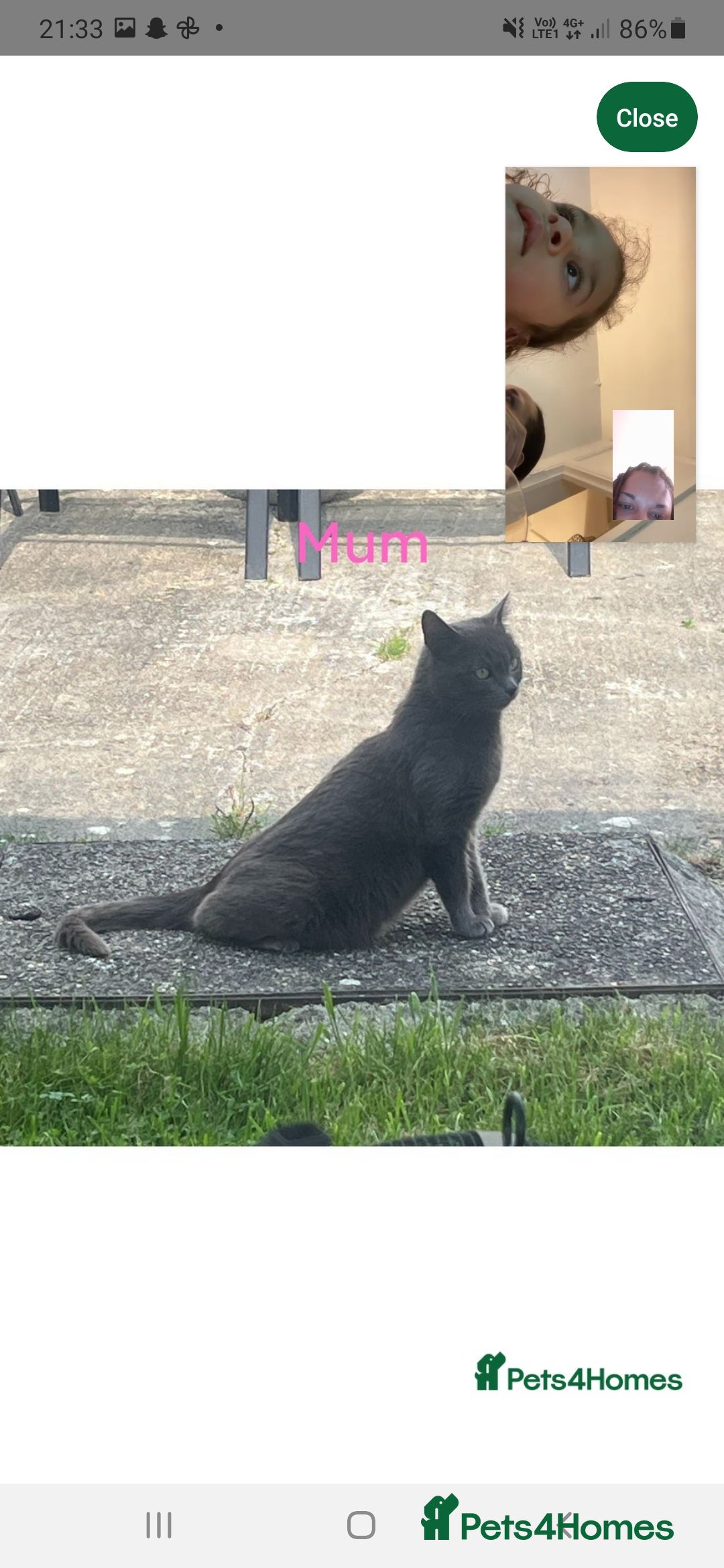 Russian Blue cats for sale: Grey girl 10 weeks - Image 11