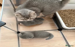 British Shorthair cats for sale: British Shorthair kittens ready mid-October - Image 9