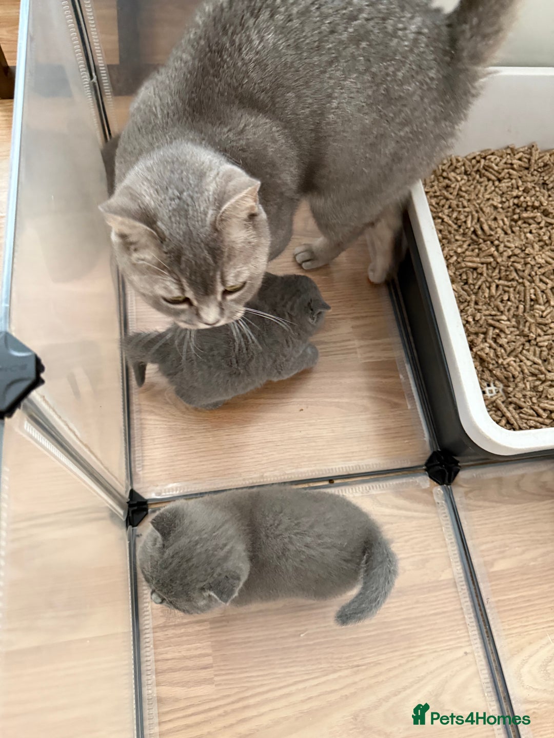 British Shorthair cats for sale: British Shorthair kittens ready mid-October - Image 9