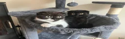 Mixed Breed cats for sale: 2 beautiful Kittens Looking for Loving Homes - Advert 7