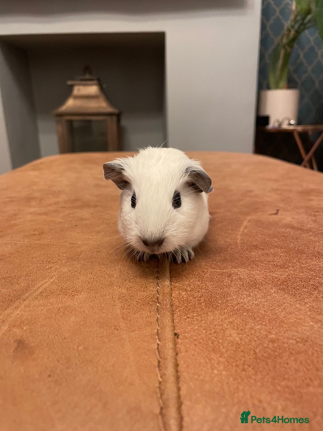 Guinea Pig rodents for sale: Baby boy Californian point guinea pig - Advert 1