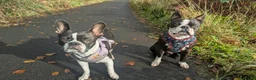 Boston Terrier dogs for sale: Beautiful Boston Terrier Puppies For Sale - Advert 3