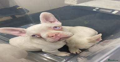 French Bulldog dogs - Advert 5