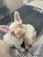 French Bulldog dogs - Advert 5