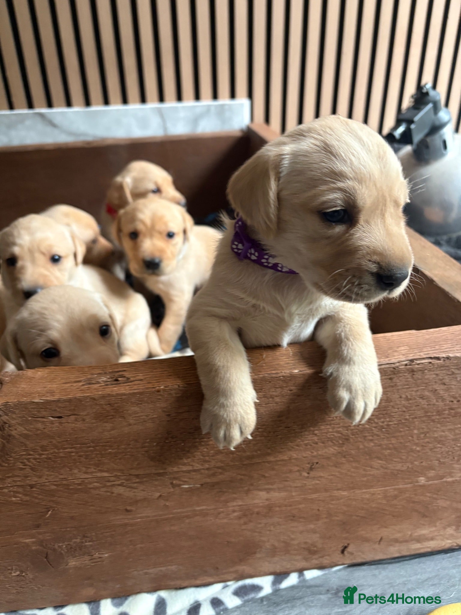 Labrador Retriever dogs 6 KC Registered Labrador Pups  - Advert 1