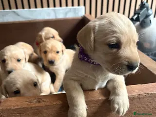 Labrador Retriever dogs 6 KC Registered Labrador Pups - Advert 1