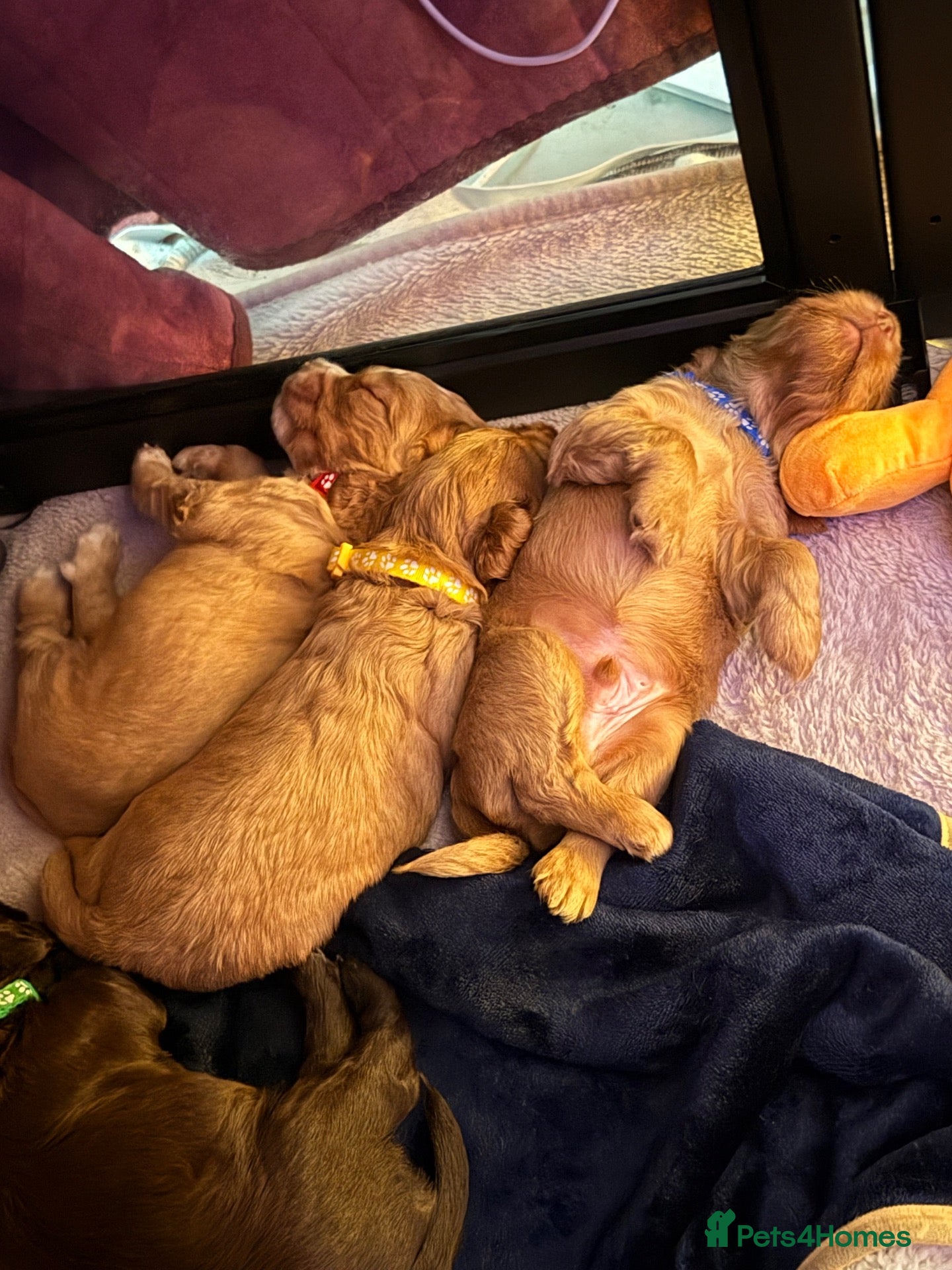 Cocker Spaniel dogs Cocker spaniel puppies  - Advert 2