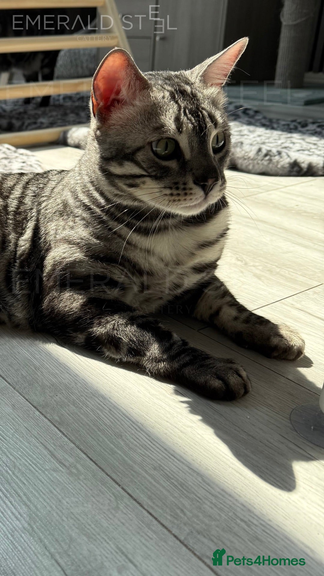 Bengal cats for sale: TICA Registered Silver Bengal - Advert 12