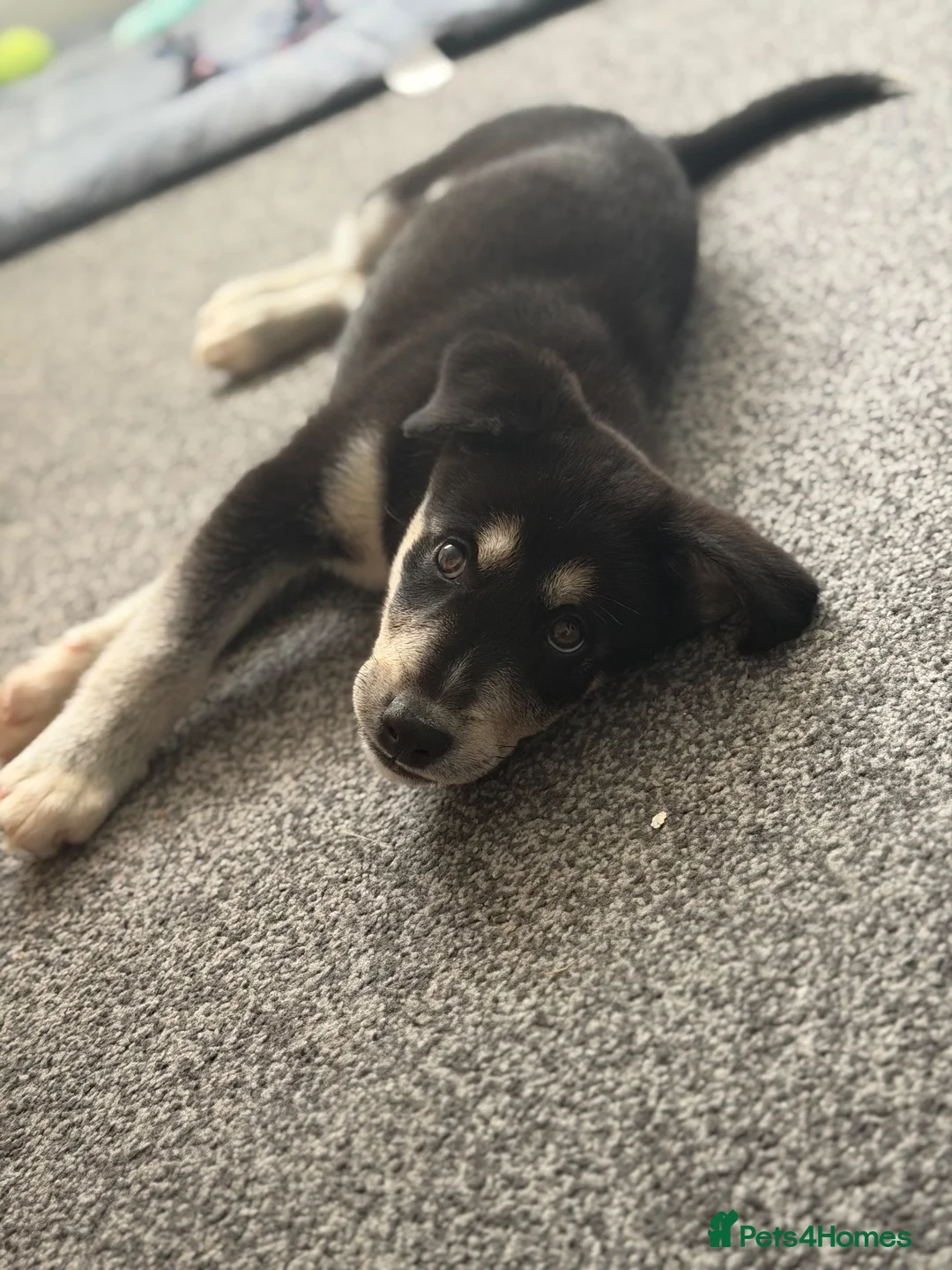 Mixed Breed dogs for sale: Beautiful Male huskador in Chorley - Advert 6