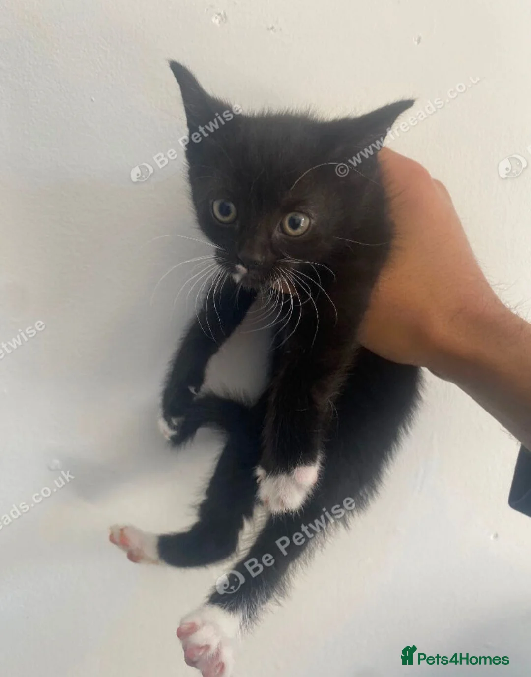 Mixed Breed cats for sale: 3 kitrens for sale - Advert 4