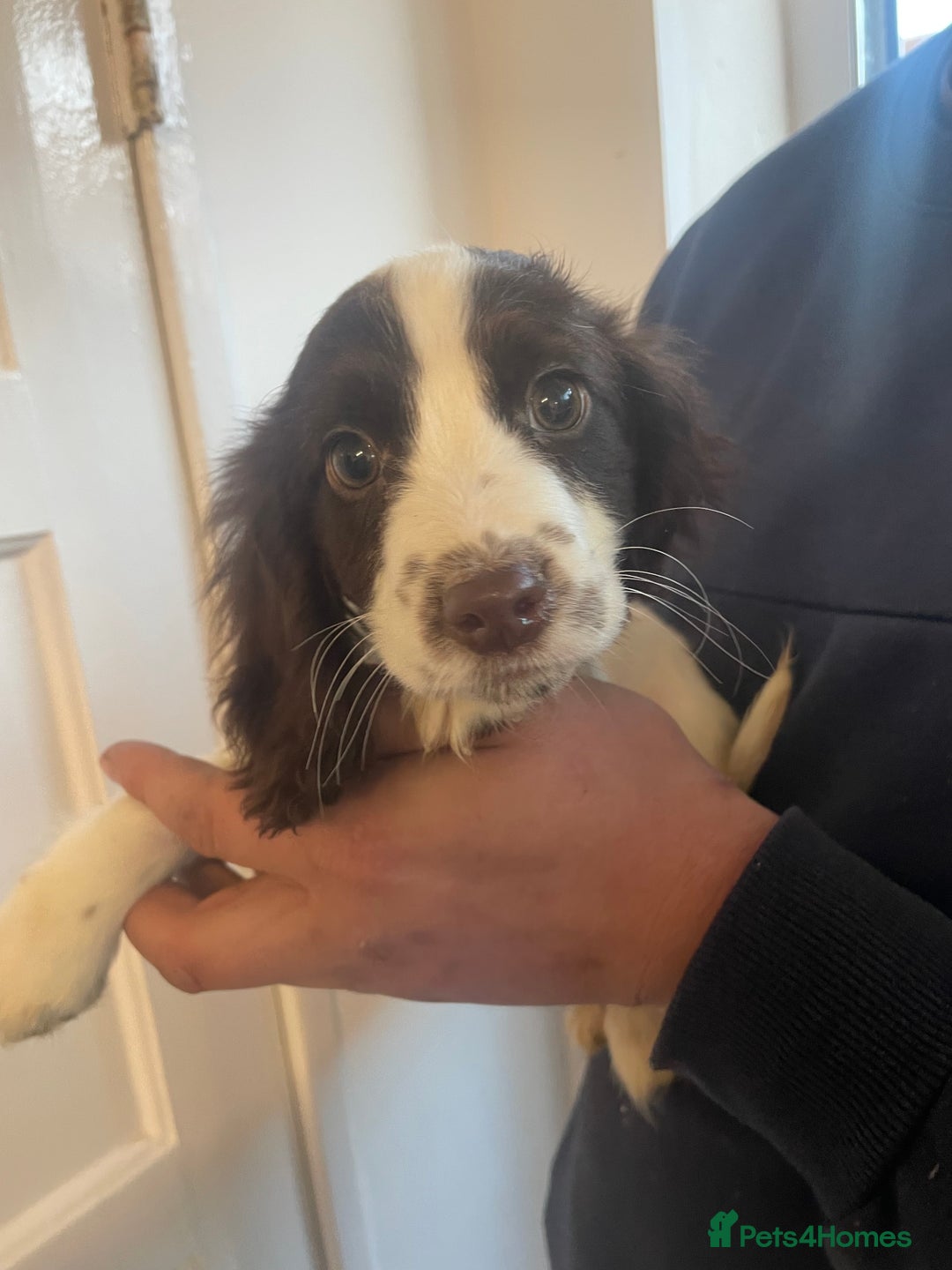 Cocker Spaniel dogs for sale: Female cocker spaniel  - Advert 4