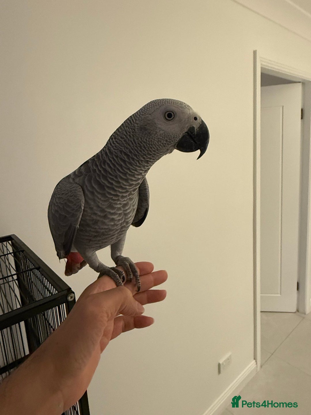 Parrots birds for sale: Lovely African Grey Parrots - Advert 5