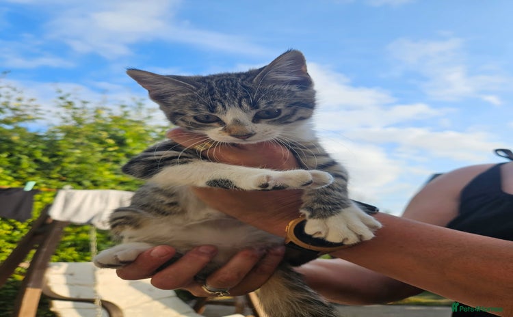 Domestic Shorthair cats - Advert 6