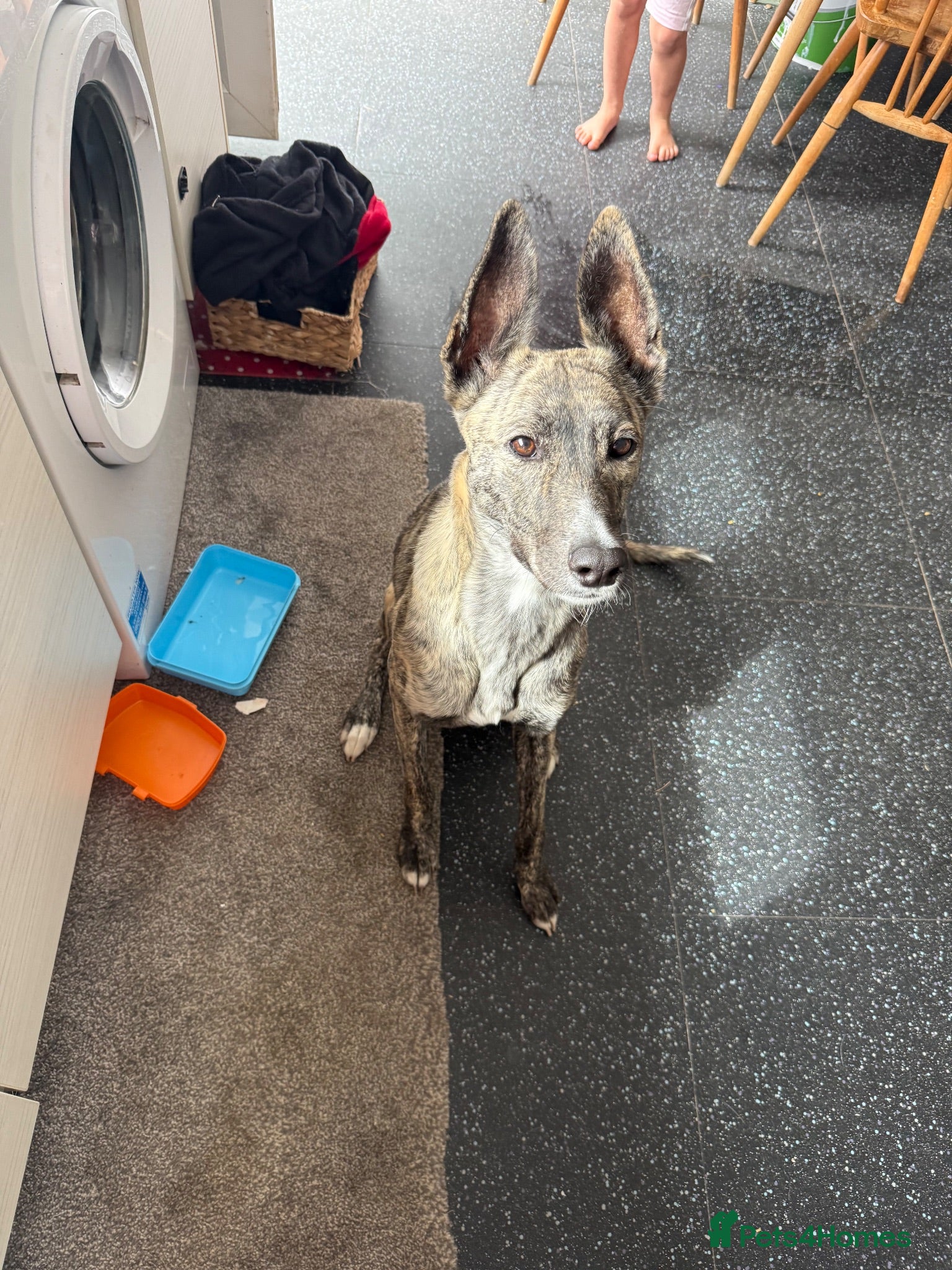 Mixed Breed dogs Hello this is Lola - Advert 4