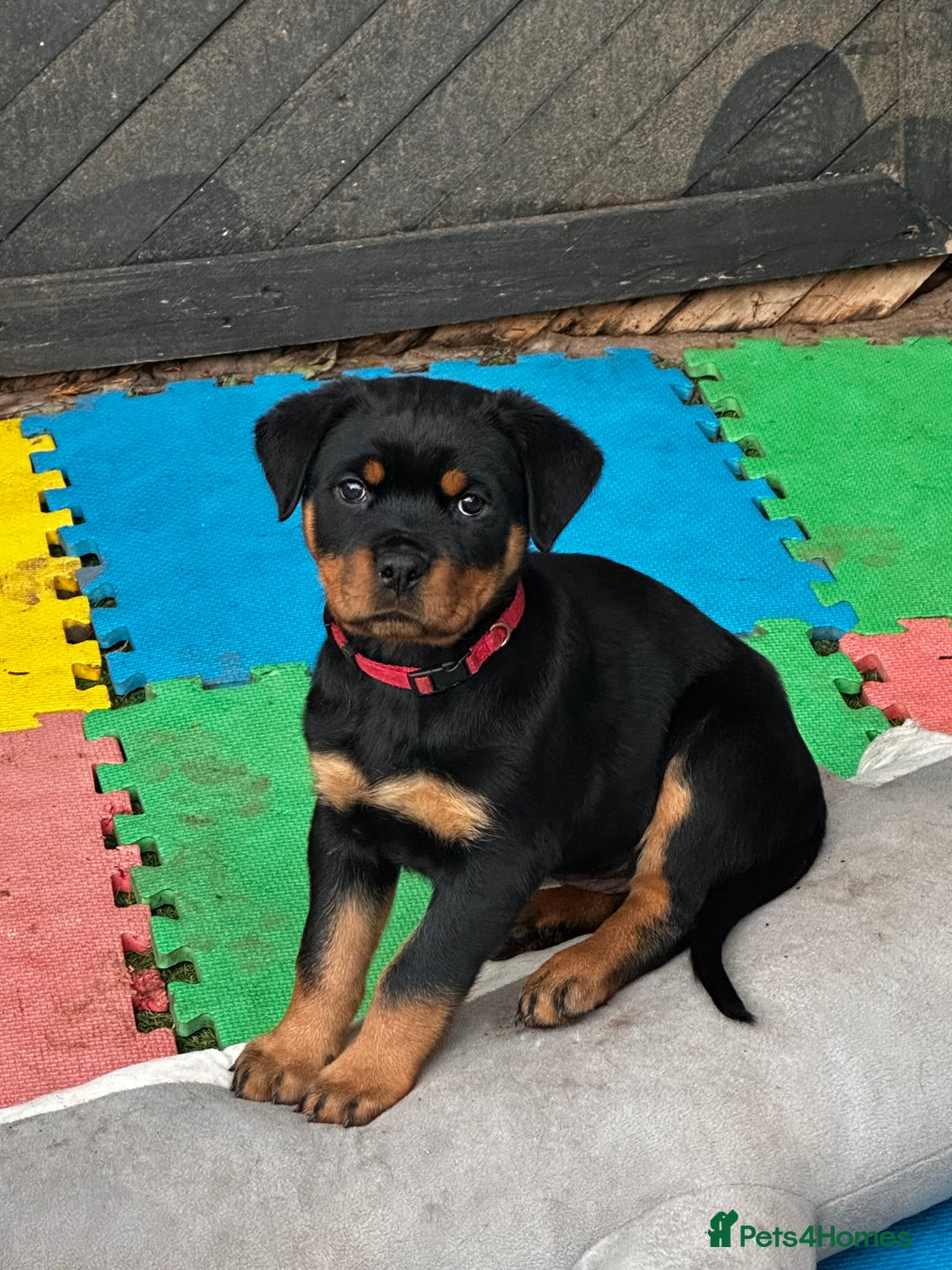 Rottweiler dogs for sale: Beautiful Rottweiler girl. Ready to leave now  - Advert 4