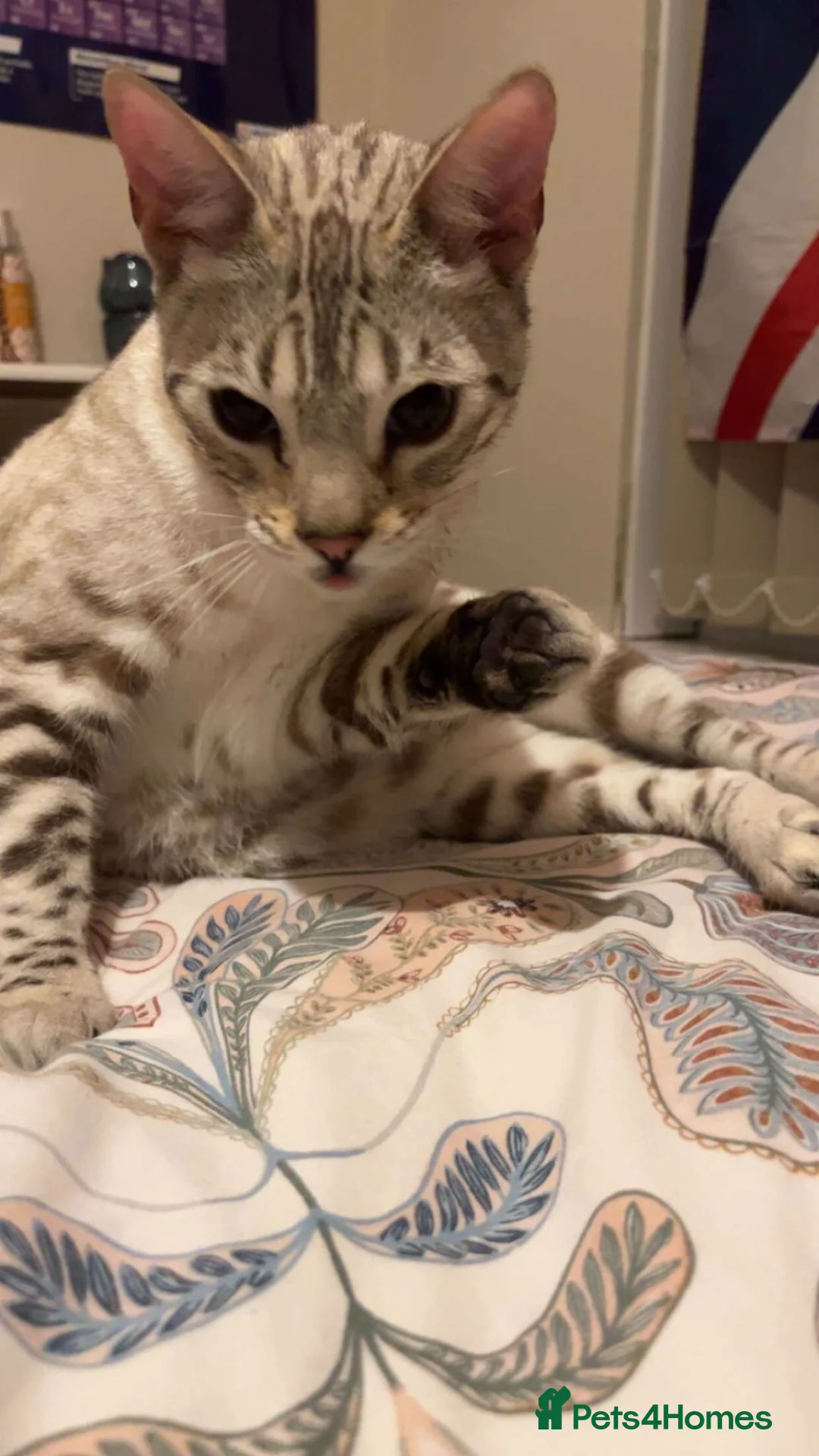 Bengal cats for sale: 🔥🏆Stunning Tica registered snow bengal 🔥🏆 - Advert 4