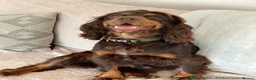 Cocker Spaniel dogs for stud: KC Tri-Coloured Choc&Tan Working Cocker Spaniel - Advert 3