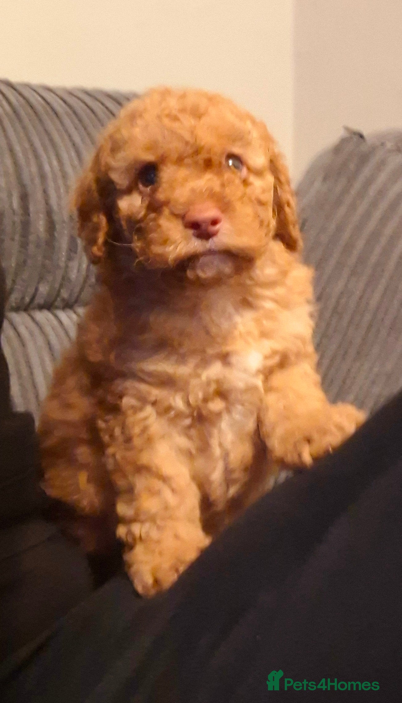 Cockapoo dogs Minature cockapoo  - Advert 8