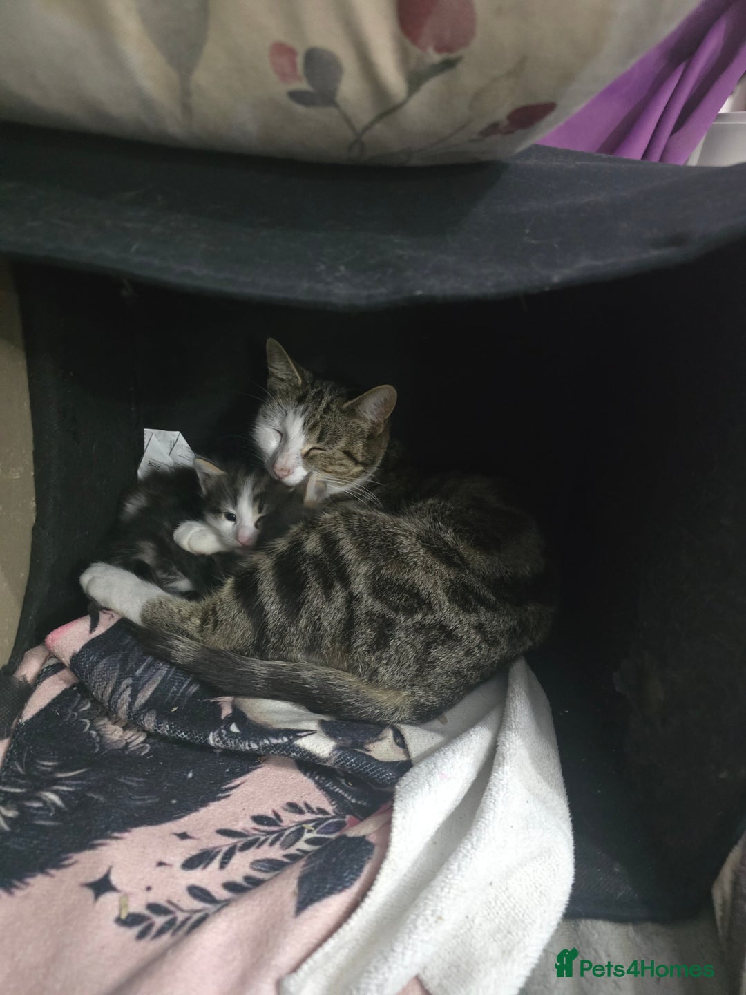 Mixed Breed cats for sale: Tabby and white kittens - Image 5