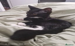 Mixed Breed cats for sale: Kara - Tuxedo female kitten - Advert 3