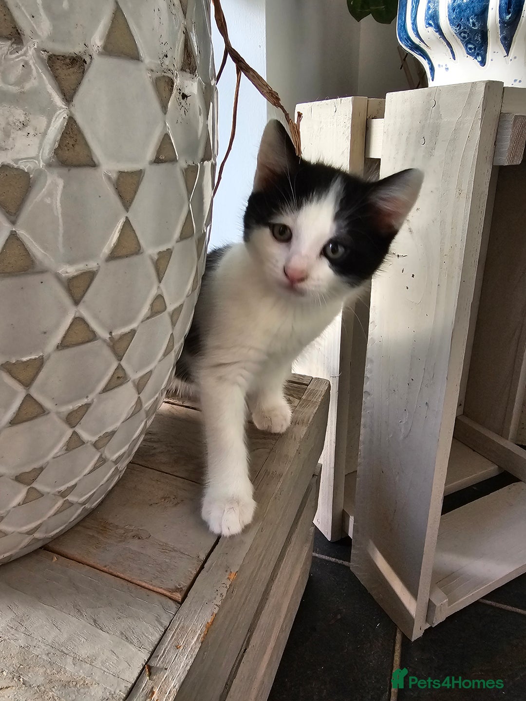 Mixed Breed cats for sale: 2 kittens left - Image 3