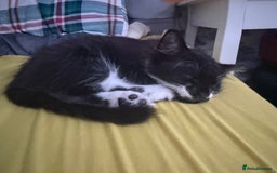 Mixed Breed cats for sale: 2 female an one male - Image 3