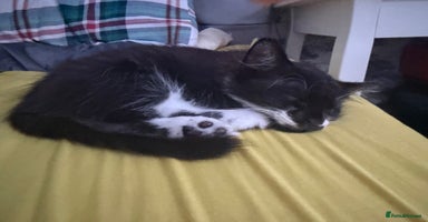 Mixed Breed cats - Advert 7