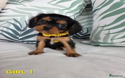 Cavalier King Charles Spaniel dogs for sale: Stunning Cavalier Puppies Ready2Go - Image 10