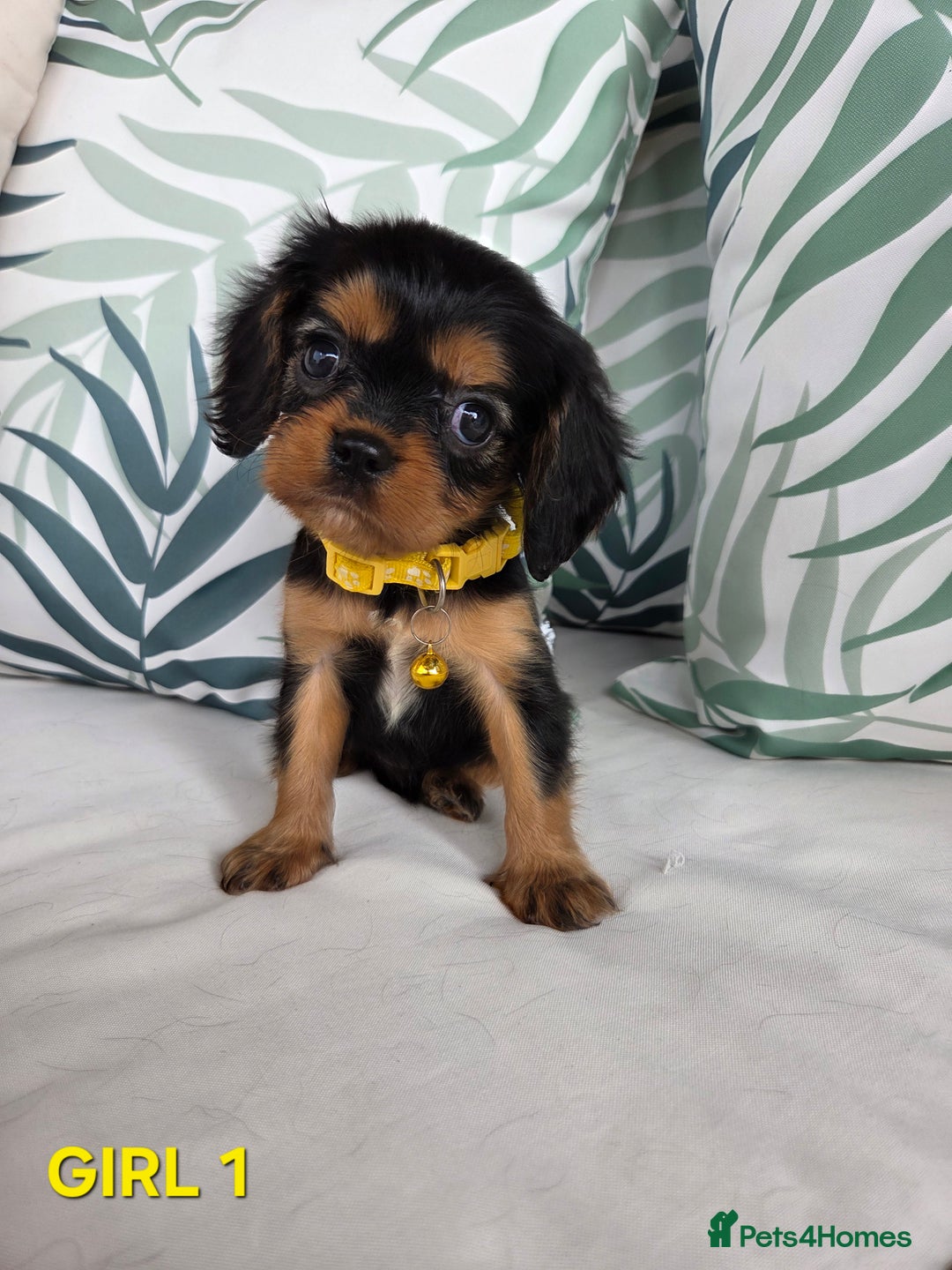 Cavalier King Charles Spaniel dogs for sale: Stunning Cavalier Puppies Ready2Go - Image 10