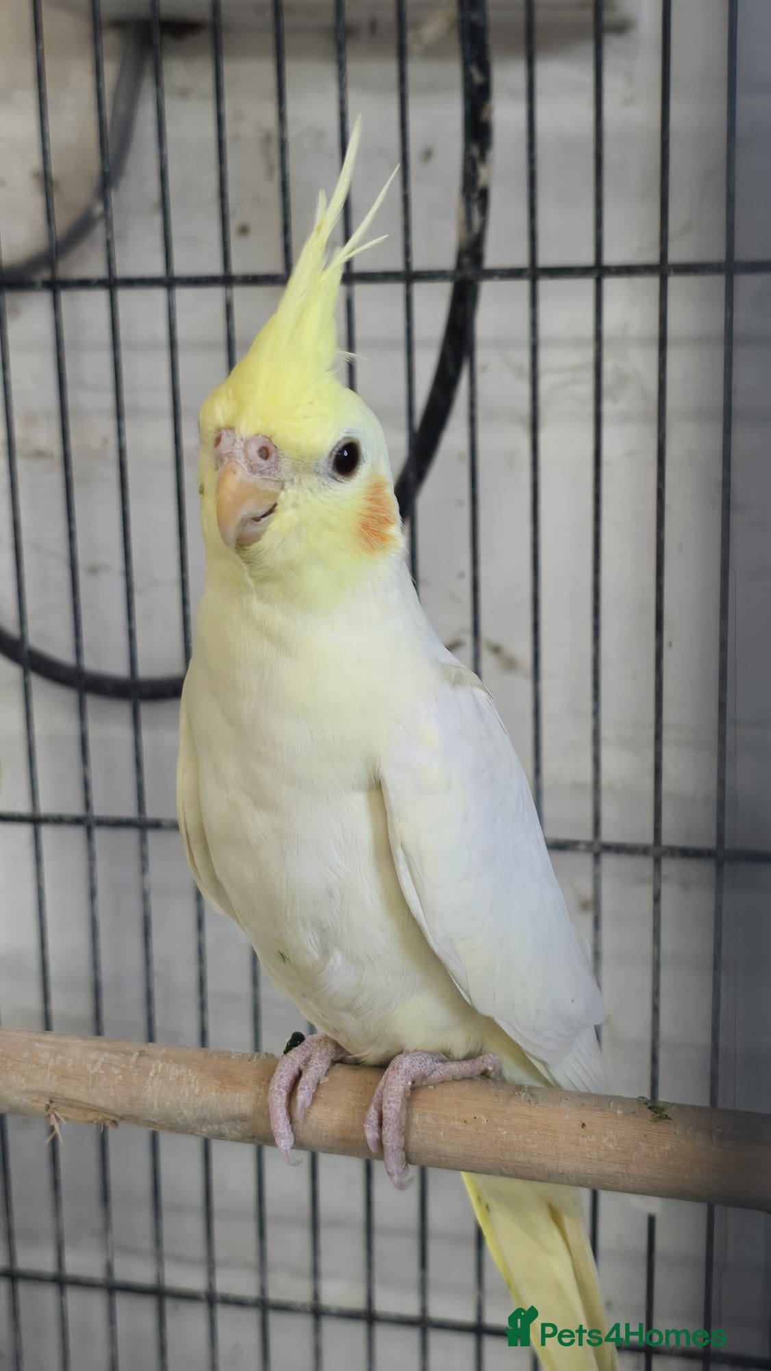 Cockatiels birds Cockatiel - Advert 1