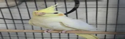 Cockatiels birds for sale: Cockatiel - Advert 3