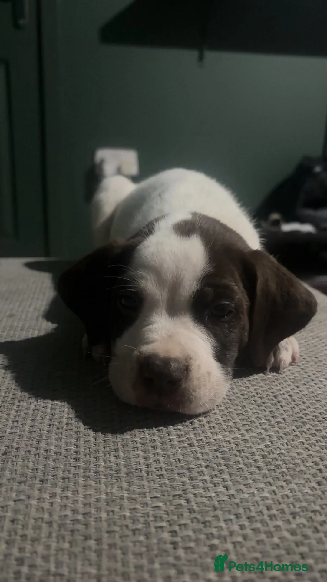 Mixed Breed dogs for sale: ‼️American bully x springer spaniel puppies ‼️  - Advert 15