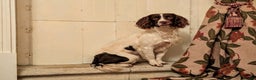 English Springer Spaniel dogs for sale: Kind, gentle and obedient KC registered Springer - Advert 15