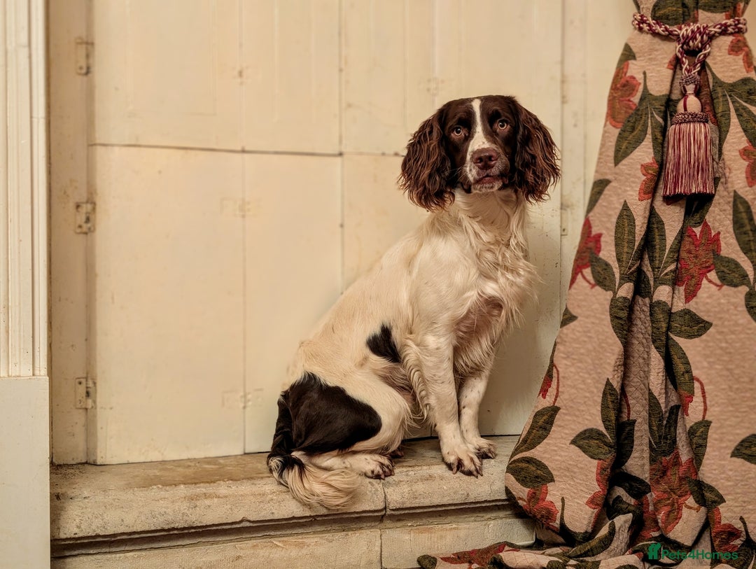 English Springer Spaniel dogs for sale: Kind, gentle and obedient KC registered Springer - Advert 15