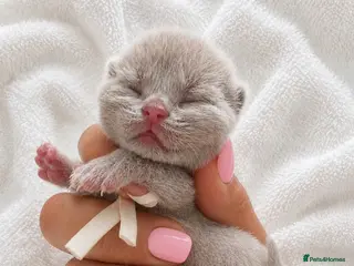 British Shorthair cats *last female* Supreme quality British shorthair - Advert 1