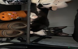 Mixed Breed cats for sale: Kittens for sale  - Image 10