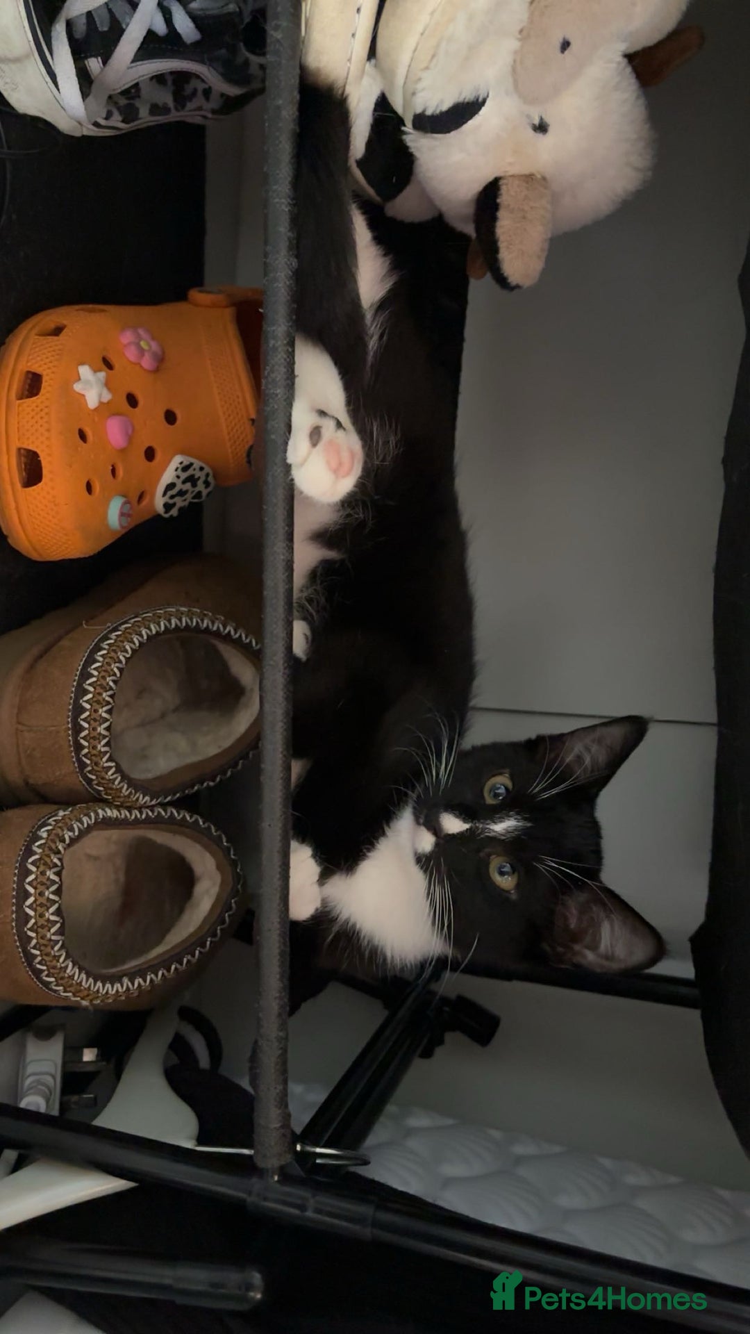 Mixed Breed cats for sale: Kittens for sale  - Image 10