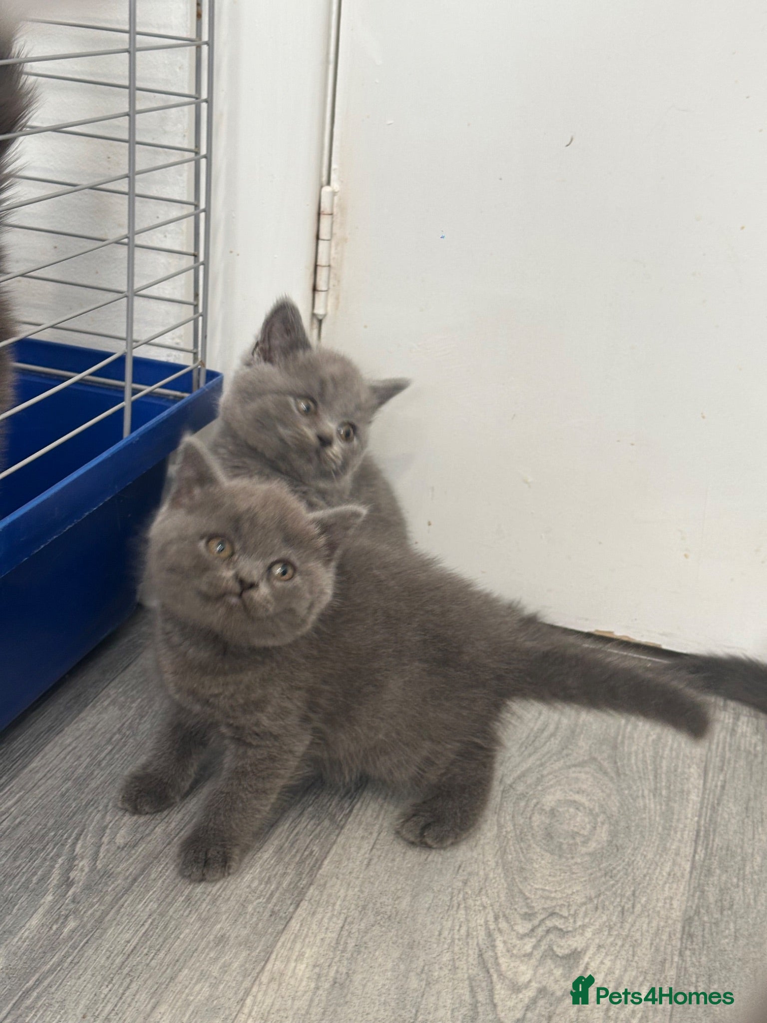 British Shorthair cats OUTSTANDING BRITISH SHORTHAIR KITTENS 🐈‍⬛ 🐾  - Advert 2