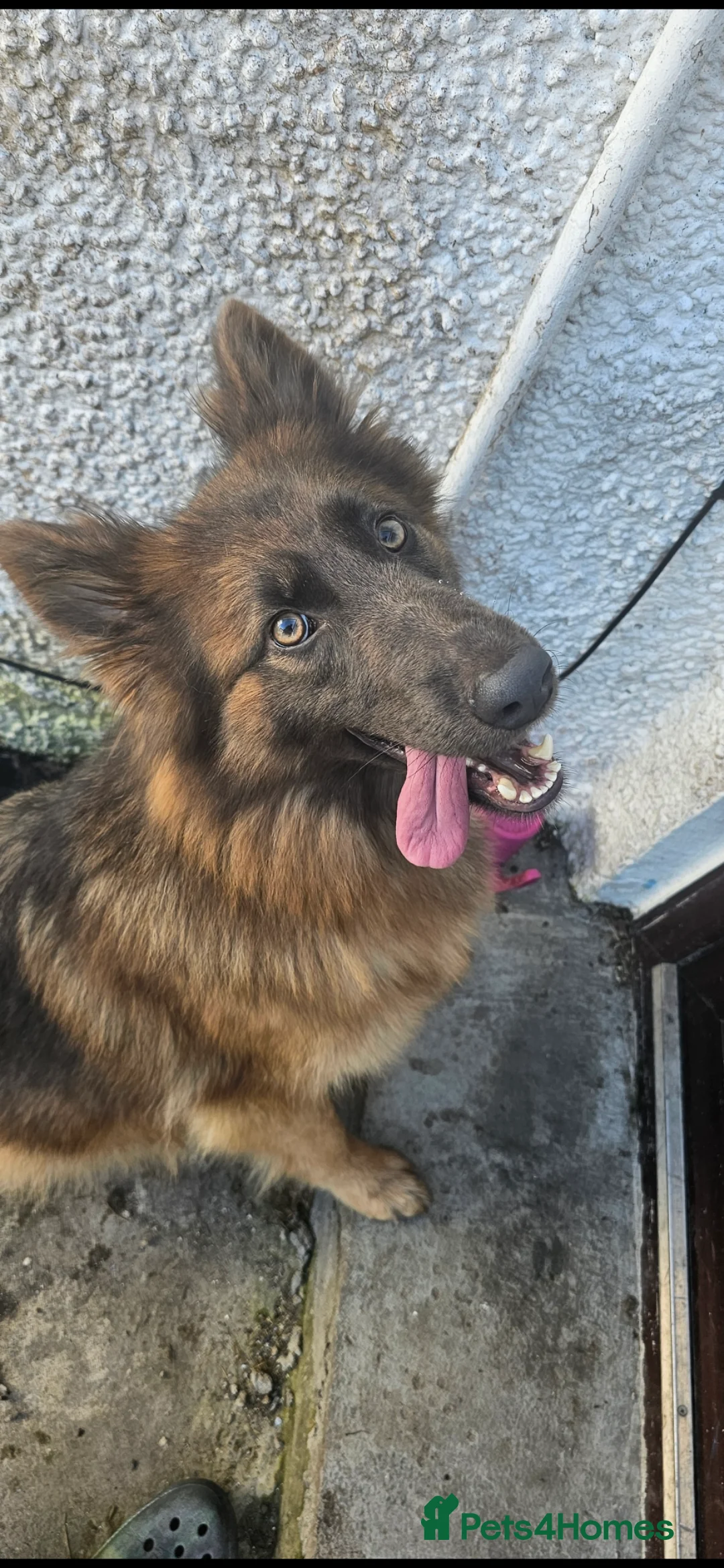 German Shepherd dogs for sale: German shepherd puppies - Advert 1