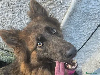 German Shepherd dogs German shepherd puppies - Advert 1