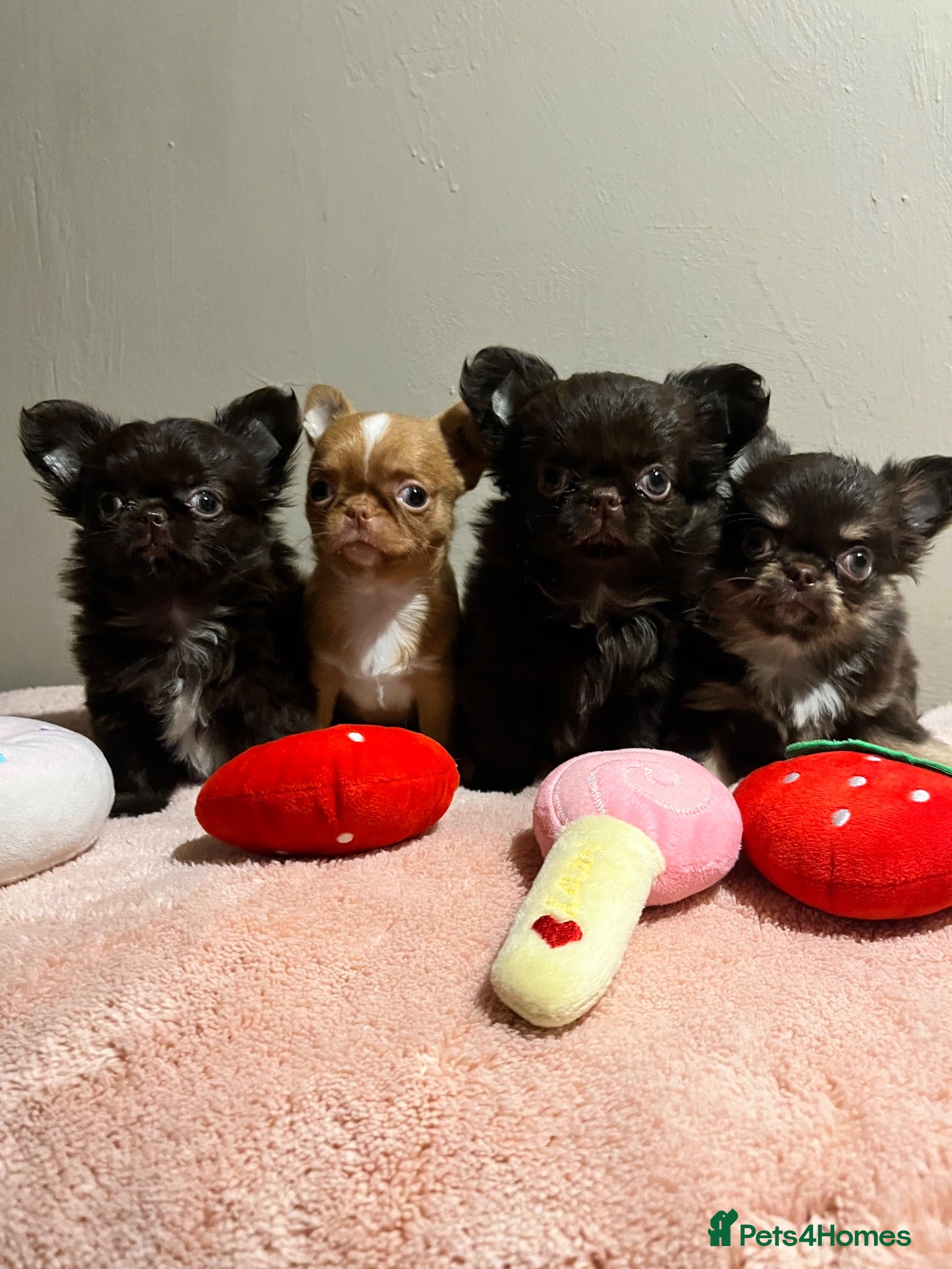 Chihuahua dogs Xx Quality Thai/Russian chihuahuas Xx - Advert 2